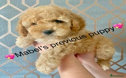 Cavapoo dogs for sale: 💖 Top Quality F1B Cavapoo Puppies DNA TESTED 💖 - Image 35