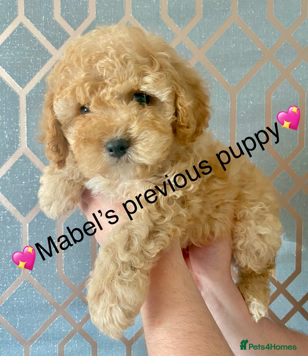 Cavapoo dogs for sale: 💖 Top Quality F1B Cavapoo Puppies DNA TESTED 💖 - Image 35