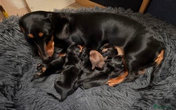 Miniature Dachshund dogs for sale: Miniature Dachshund puppies - Image 7