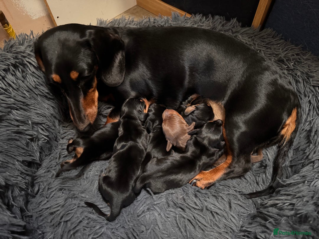 Miniature Dachshund dogs for sale: Miniature Dachshund puppies - Image 7