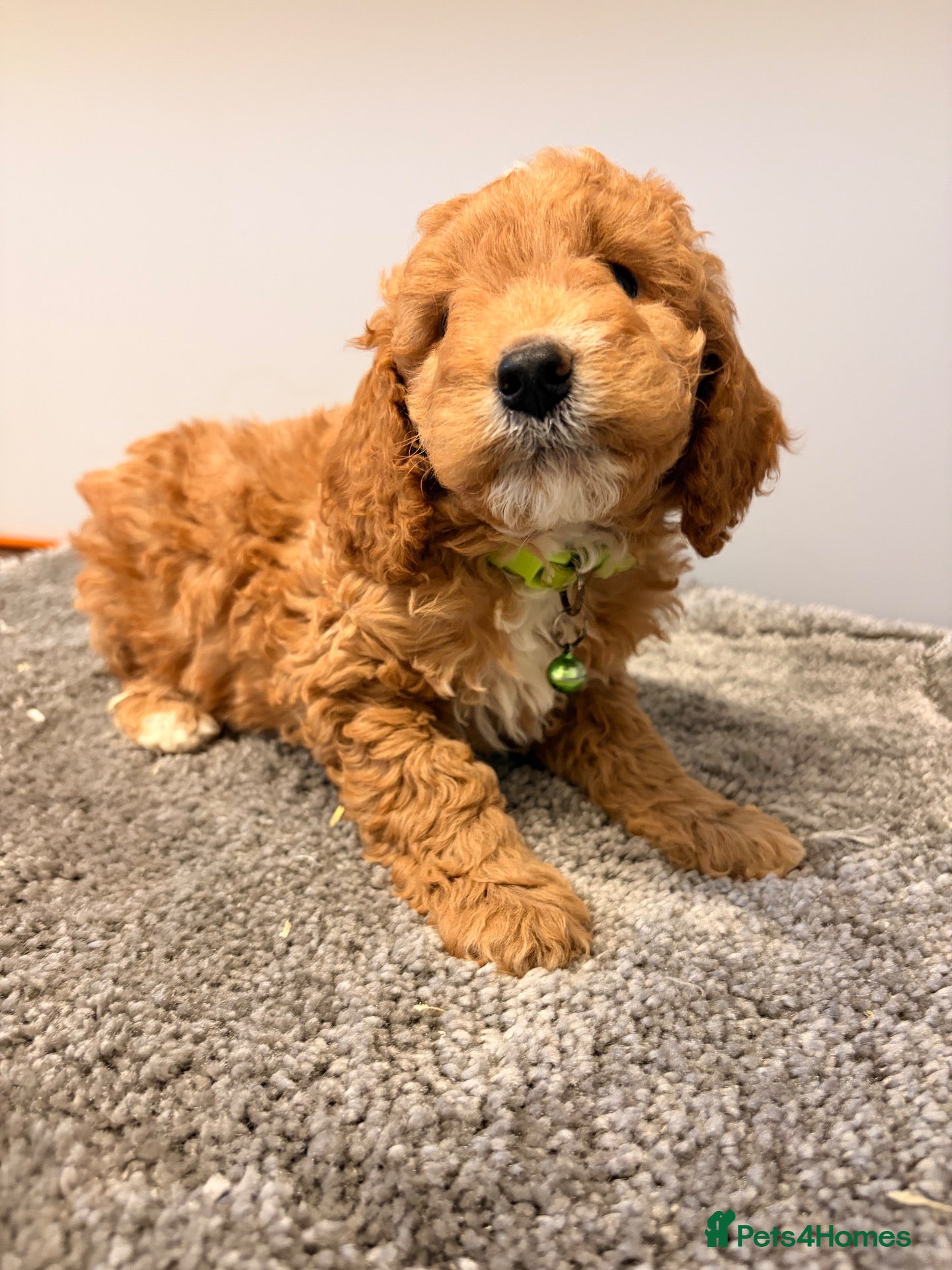 Cockapoo dogs Stunning F1b Cockapoo puppies  - Advert 2