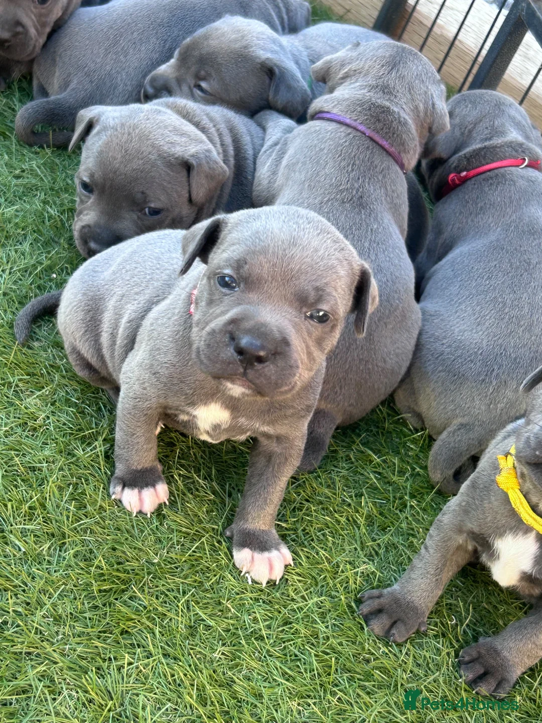 Staffordshire Bull Terrier dogs for sale: KC reg Blue Staff Puppies  - Advert 1
