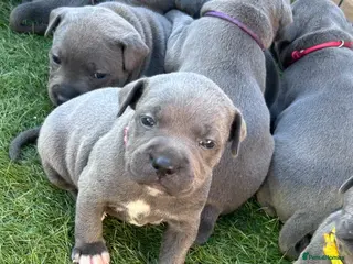 Staffordshire Bull Terrier dogs KC reg Blue Staff Puppies - Advert 11