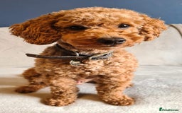 Toy Poodle dogs for stud: Proven Red Toy Poodle Stud Dog  in Mexborough - Image 3