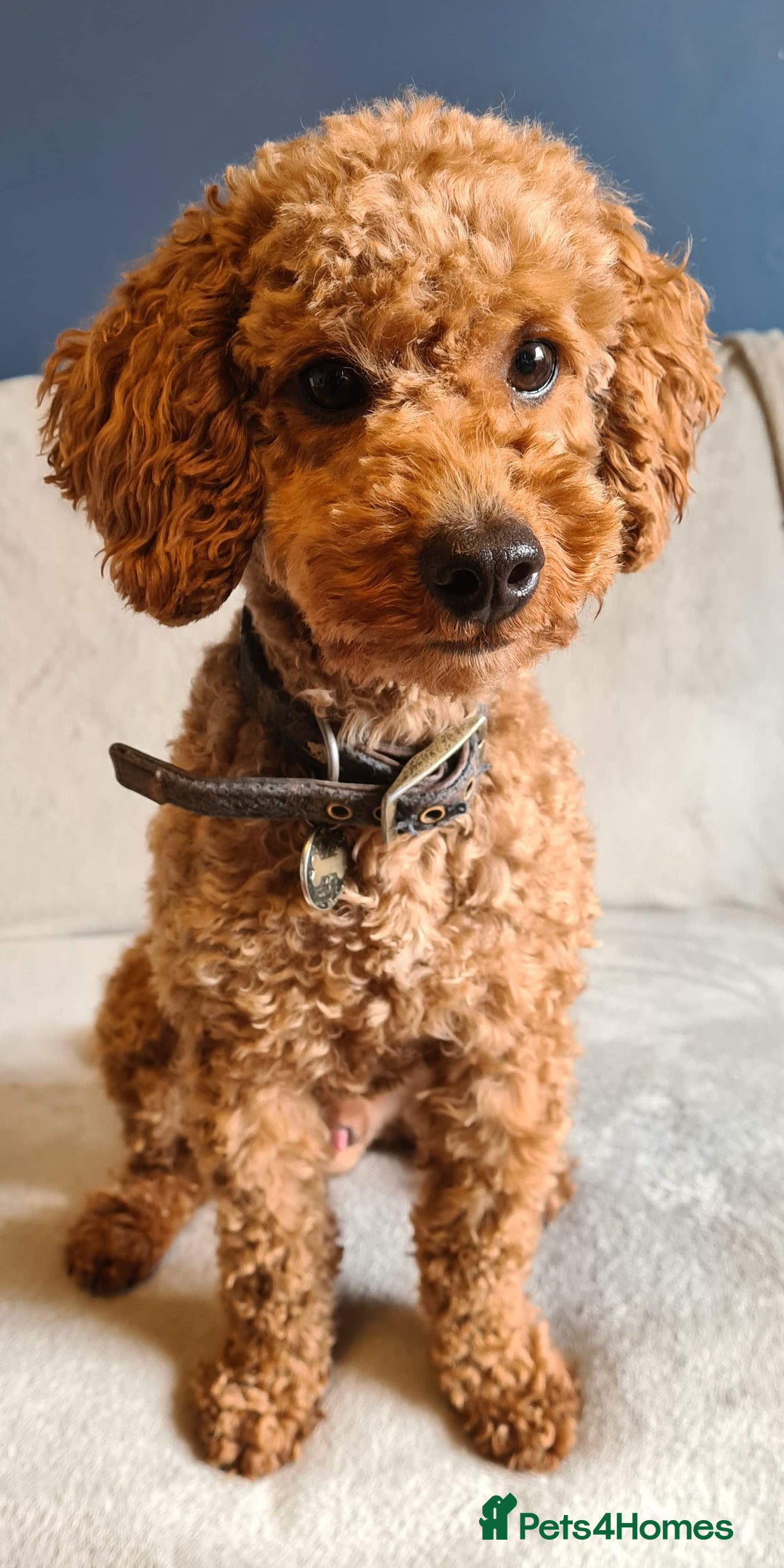 Toy Poodle dogs for stud: Proven Red Toy Poodle Stud Dog  in Mexborough - Image 3