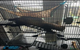 Ferret rodents for sale: 2 year old male ferret  - Image 3