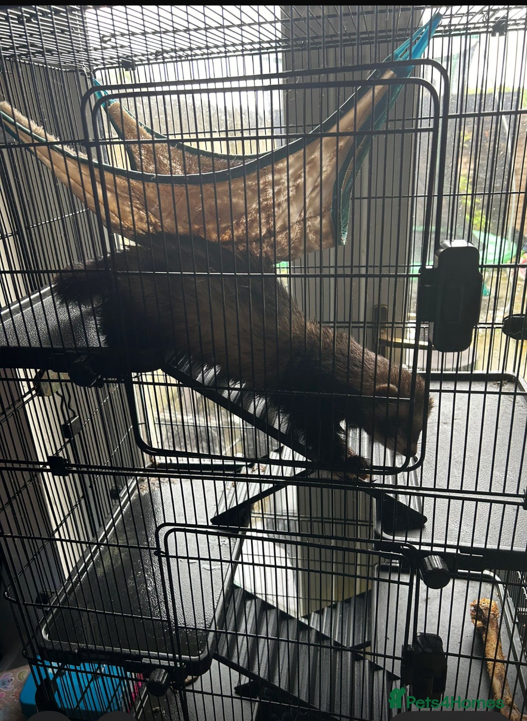 Ferret rodents for sale: 2 year old male ferret  - Image 3