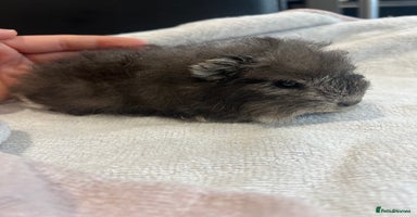 Guinea Pig rodents - Advert 3