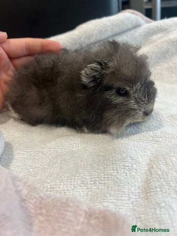 Guinea Pig rodents - Advert 7