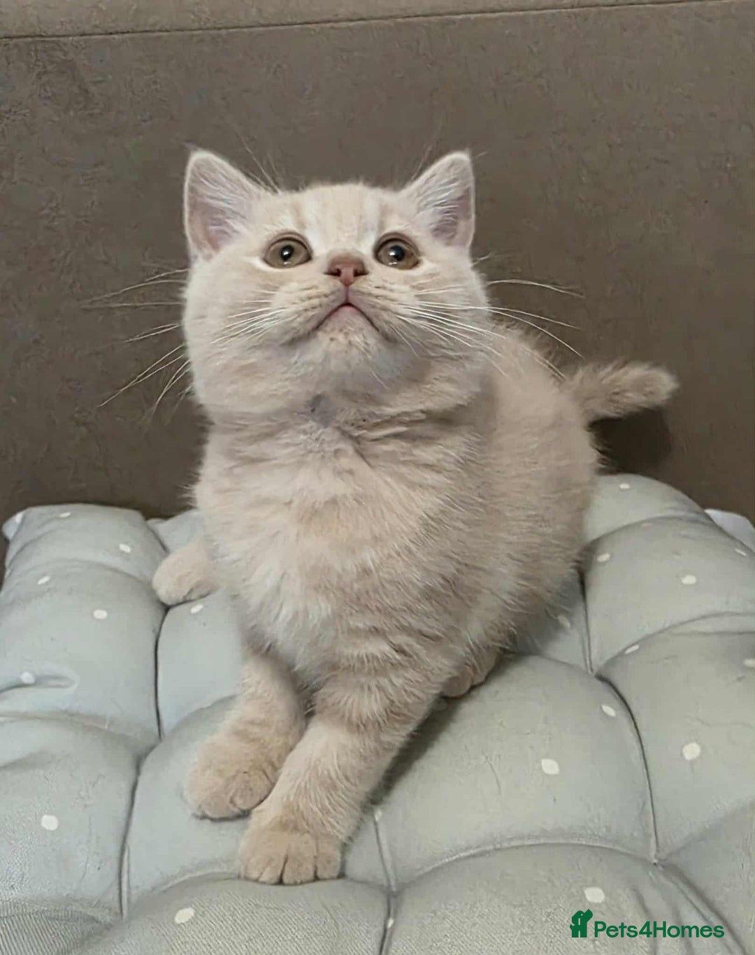 British Shorthair cats for sale: Beautiful BSH Kittens from the champion lines - Image 6