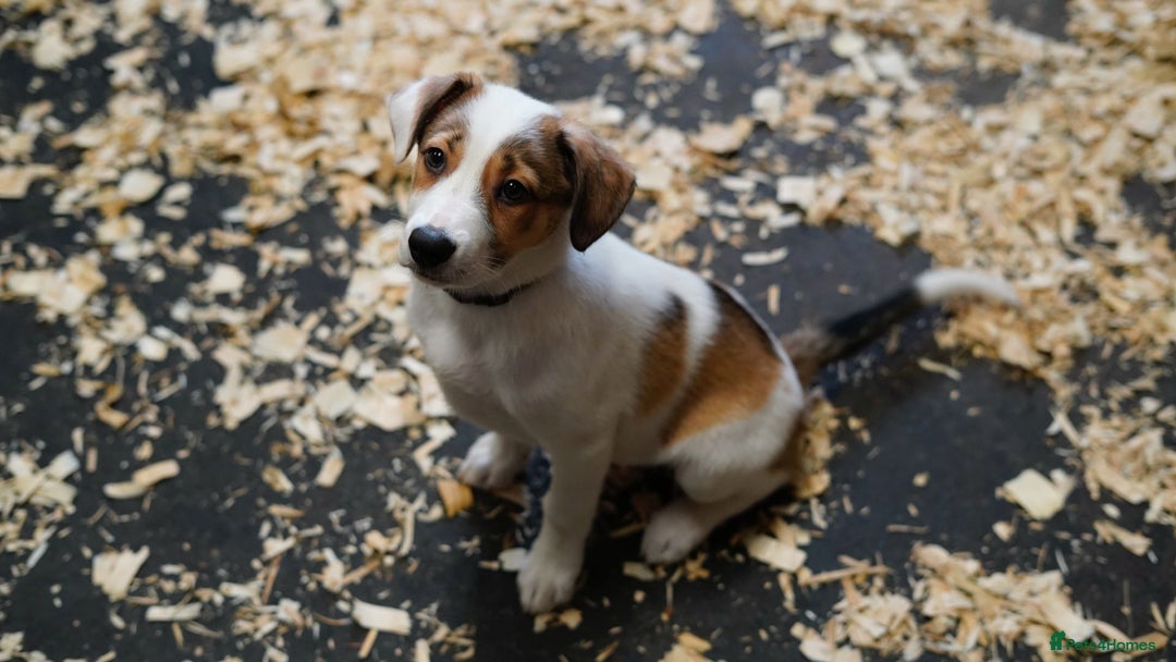 Mixed Breed dogs for sale: Stunning Border Collie x Welsh Collie - Image 1