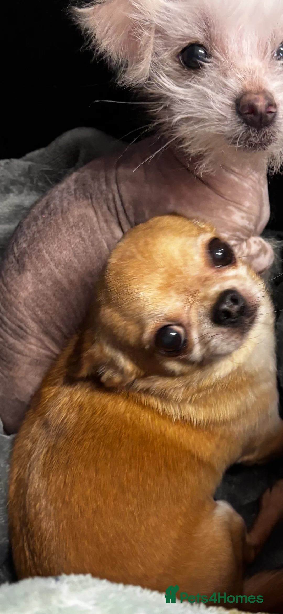 Mixed Breed dogs for sale: Beautiful male Chi-Chi hairless, spotted boy. in Exmouth - Advert 4