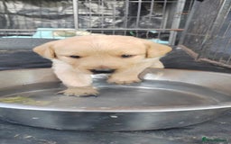 Mixed Breed dogs for sale: Gorgeous Lab x Collie puppies - Image 4