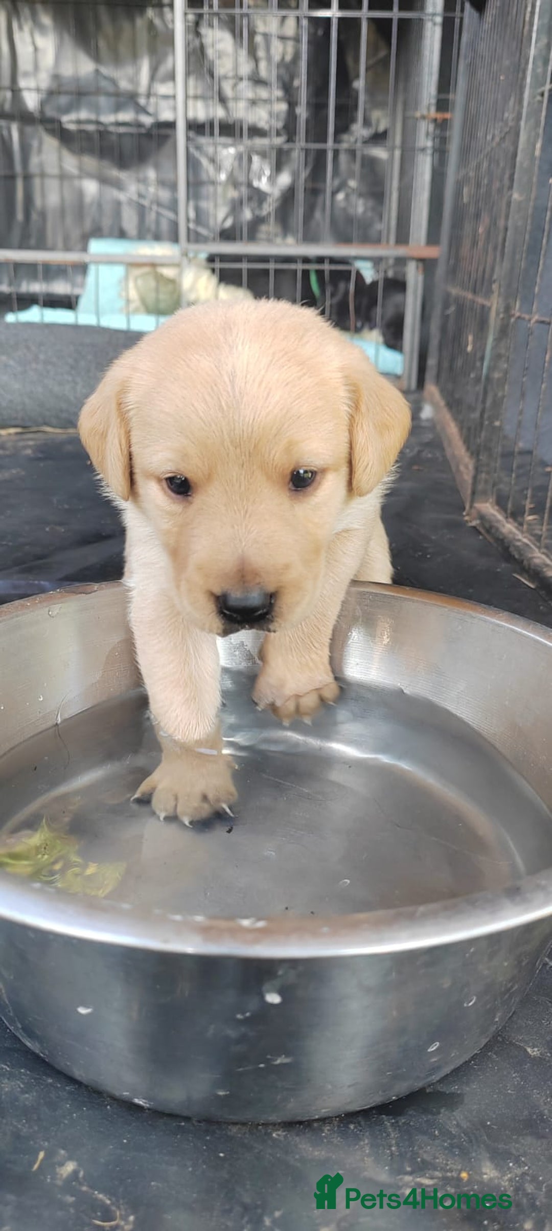 Mixed Breed dogs for sale: Gorgeous Lab x Collie puppies - Image 4