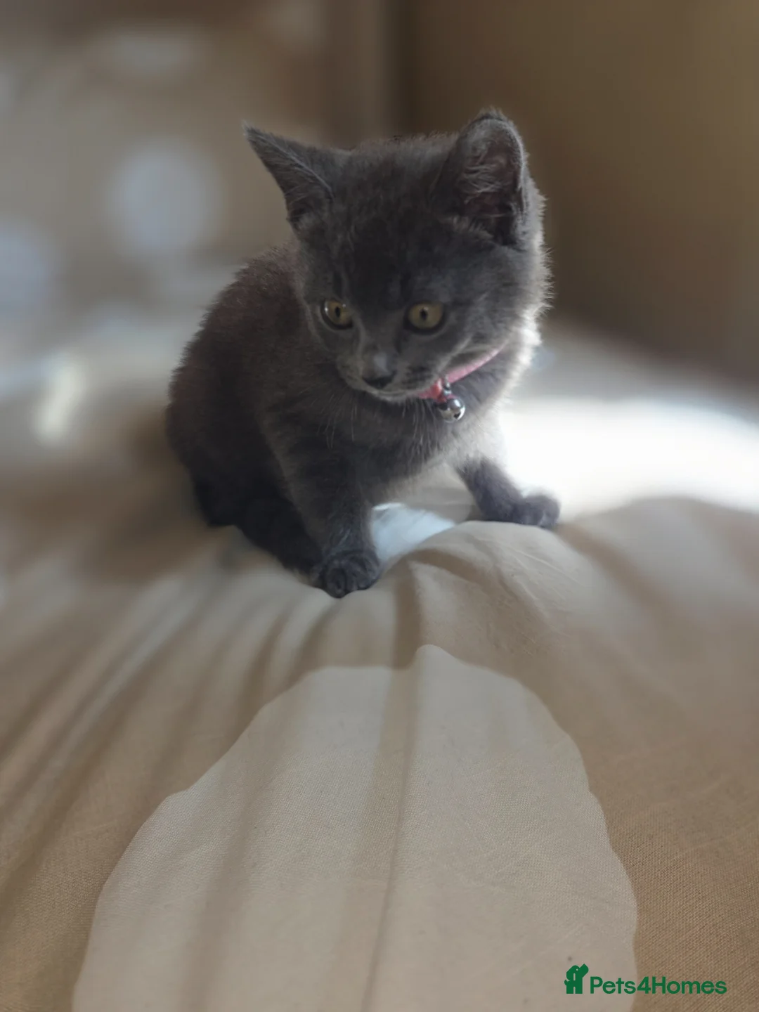 British Shorthair cats for sale: British short hair in Birmingham - Advert 1