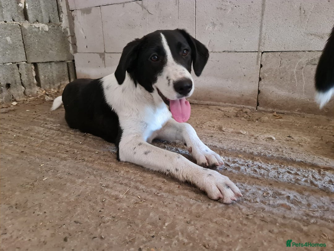 Mixed Breed dogs for adoption: NALA, a Lovely Girl - for a Loving Home - Image 9