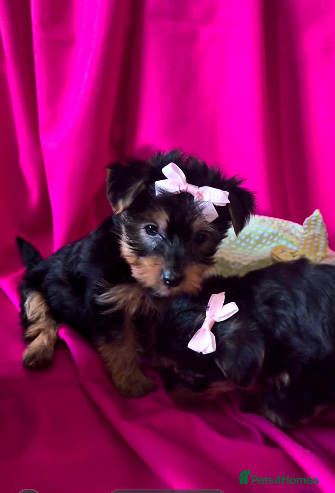Yorkshire Terrier dogs for sale: 4 little princesses yorkshire terrier - Advert 8