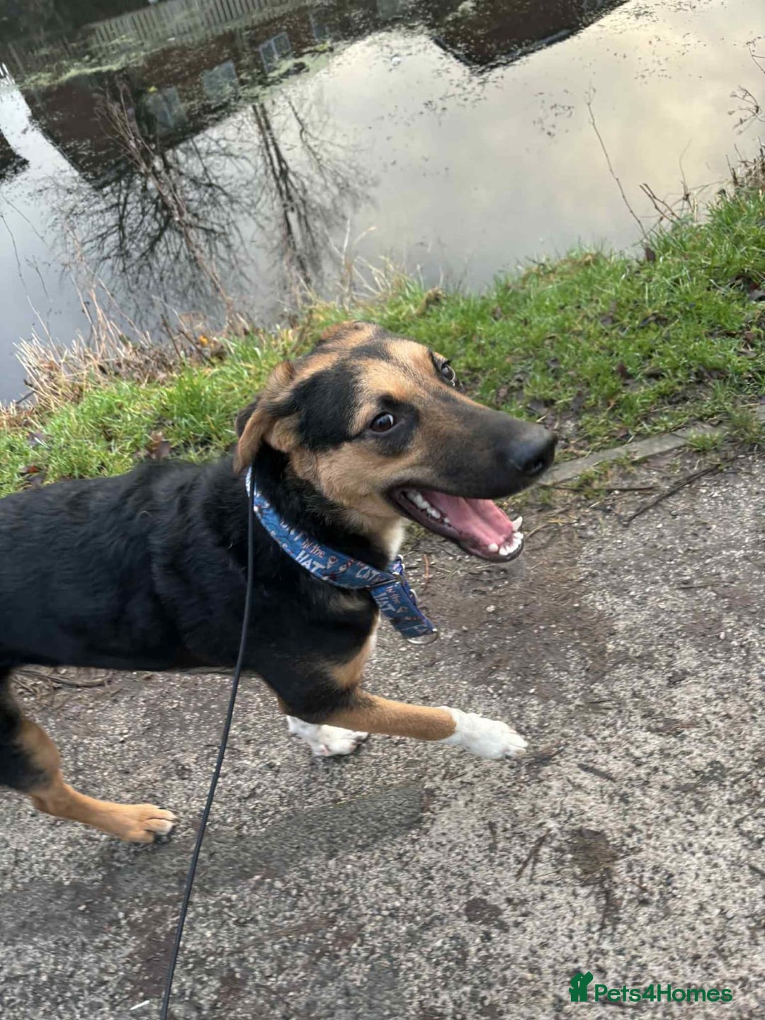 Mixed Breed dogs for adoption: URGENT: 💙🐶 BRUNO -The Big, Loving 10 month Boy - Advert 26