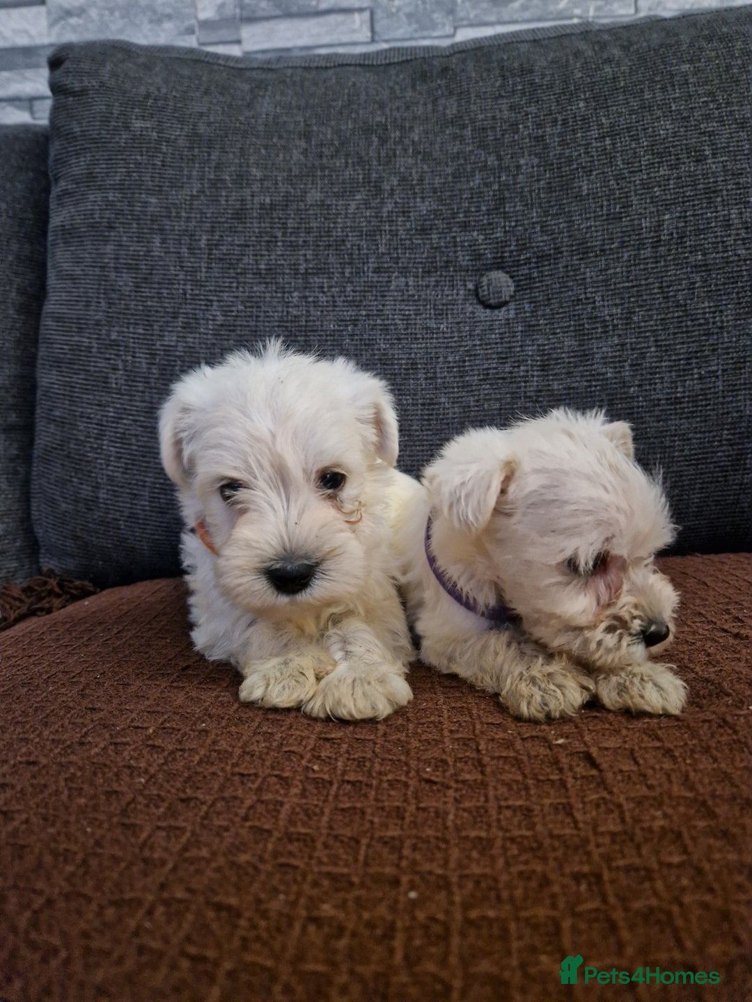 Miniature Schnauzer dogs for sale: Miniature schnauzer READY 21 DECEMBER  - Advert 3