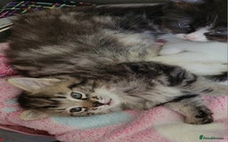 Ragdoll cats for sale: Adorable mixed Norwegian/Ragdoll left  in Dundee - Image 11