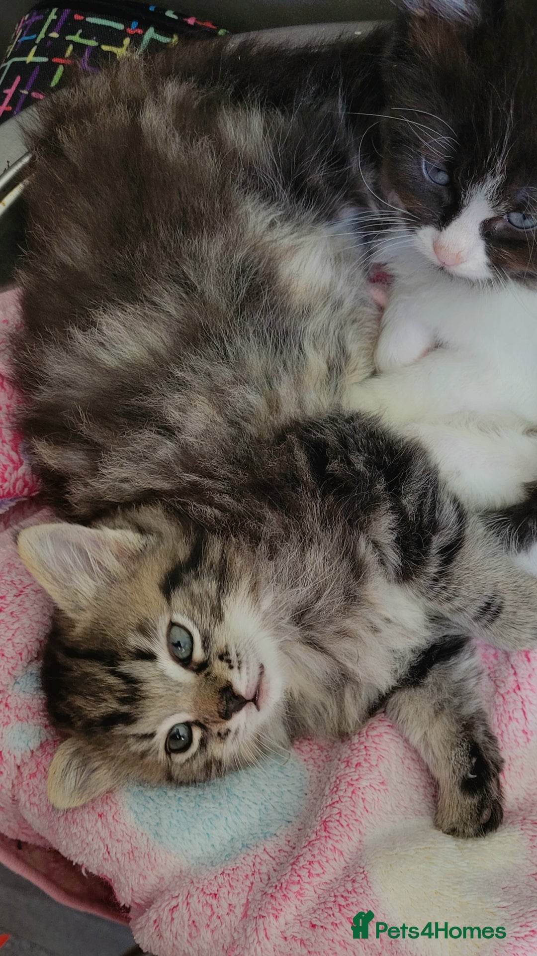 Ragdoll cats for sale: Adorable mixed Norwegian/Ragdoll left  in Dundee - Image 11