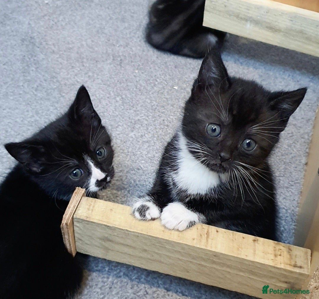 Mixed Breed cats 3 mixed breed tuxedo kittens ready to leave - Advert 1