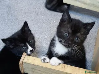 Mixed Breed cats 3 mixed breed tuxedo kittens ready to leave - Advert 1