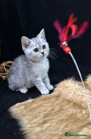 British Shorthair cats - Advert 12