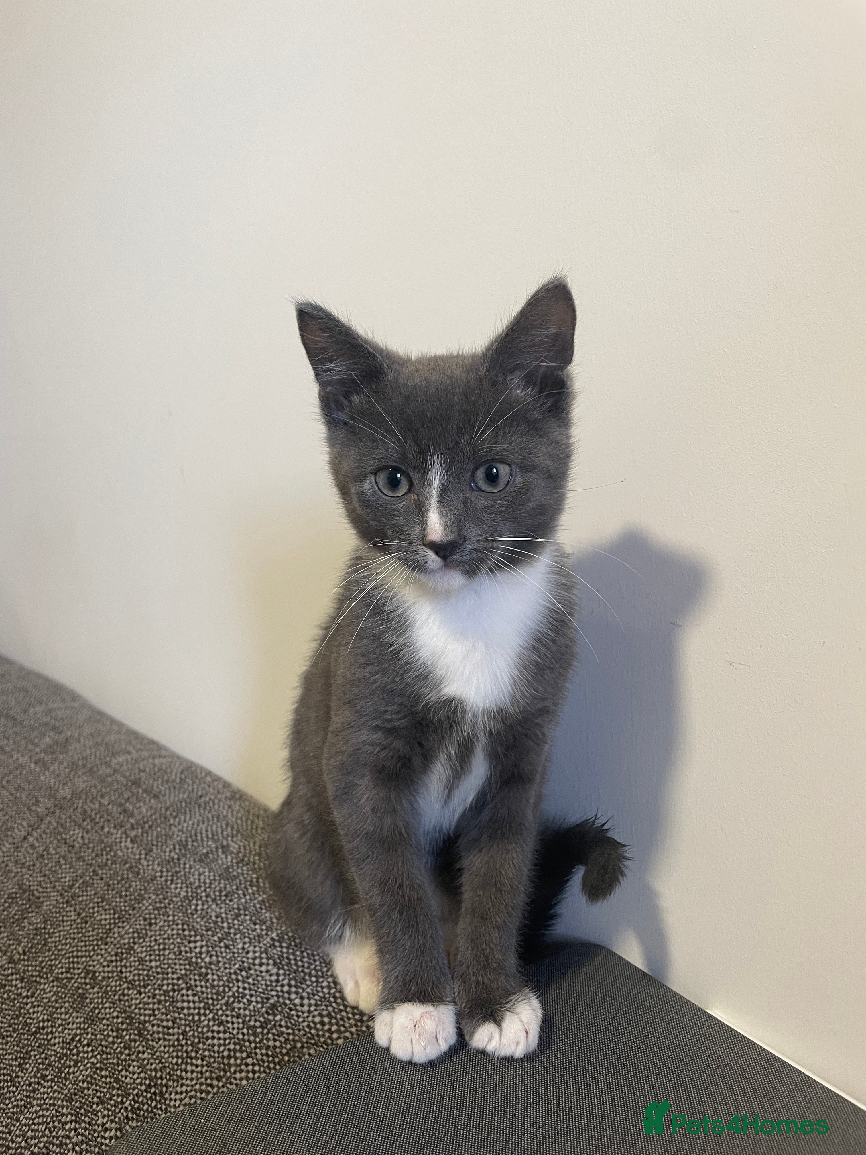 Mixed Breed cats 13wk old mixed breed kitten  - Advert 1