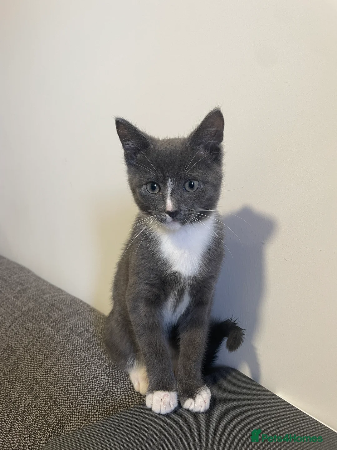 Mixed Breed cats for sale: Lovely Male Kitten - Advert 1