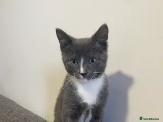 Mixed Breed cats 13wk old mixed breed kitten - Advert 1