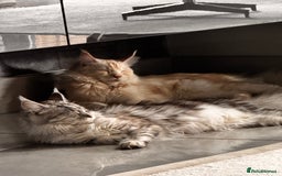 Maine Coon cats for sale: 3 beautiful Maine Coons - Image 3