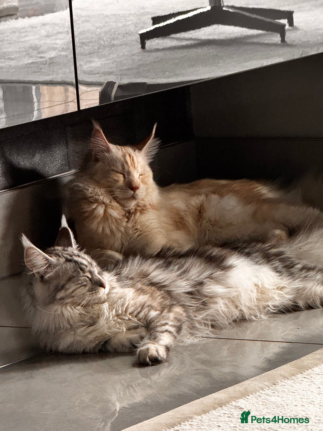 Maine Coon cats for sale: 3 beautiful Maine Coons - Image 3