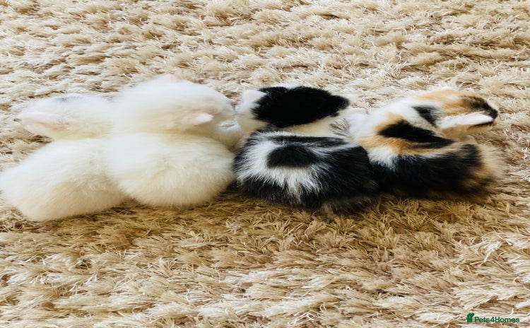 Mixed Breed cats - Advert 1