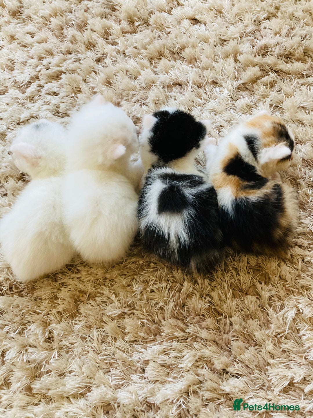 Mixed Breed cats for sale: Turkish Angora x Kittens - Image 1