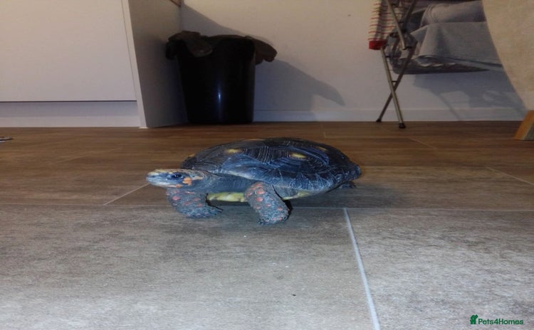 Tortoise reptiles - Advert 1