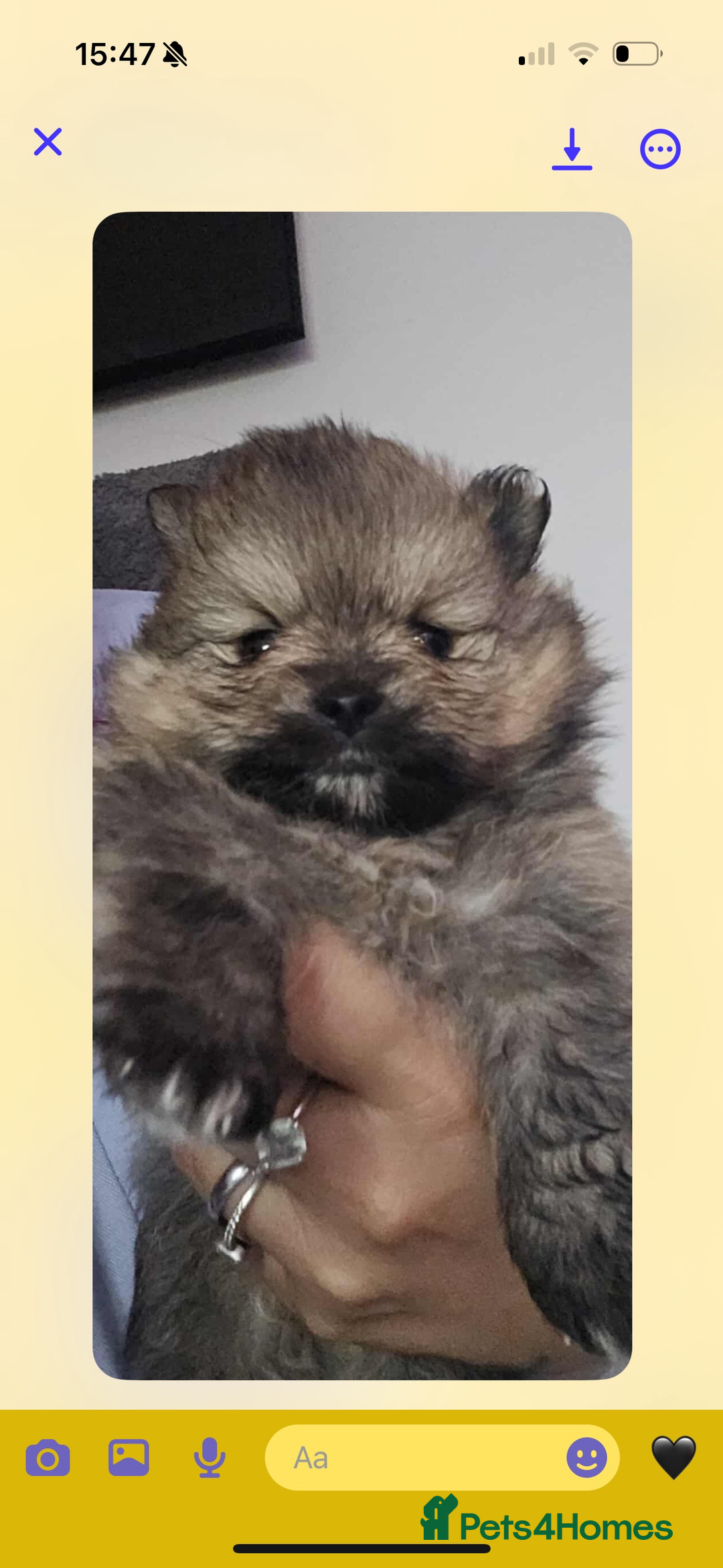 Pomeranian dogs for sale: Beautiful miniature Pomeranians  - Image 6