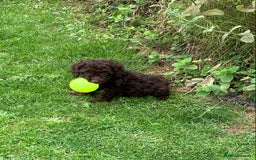 Cockapoo dogs for sale: READY NOW F1b Cockapoo puppies DNA CLEAR - Image 4