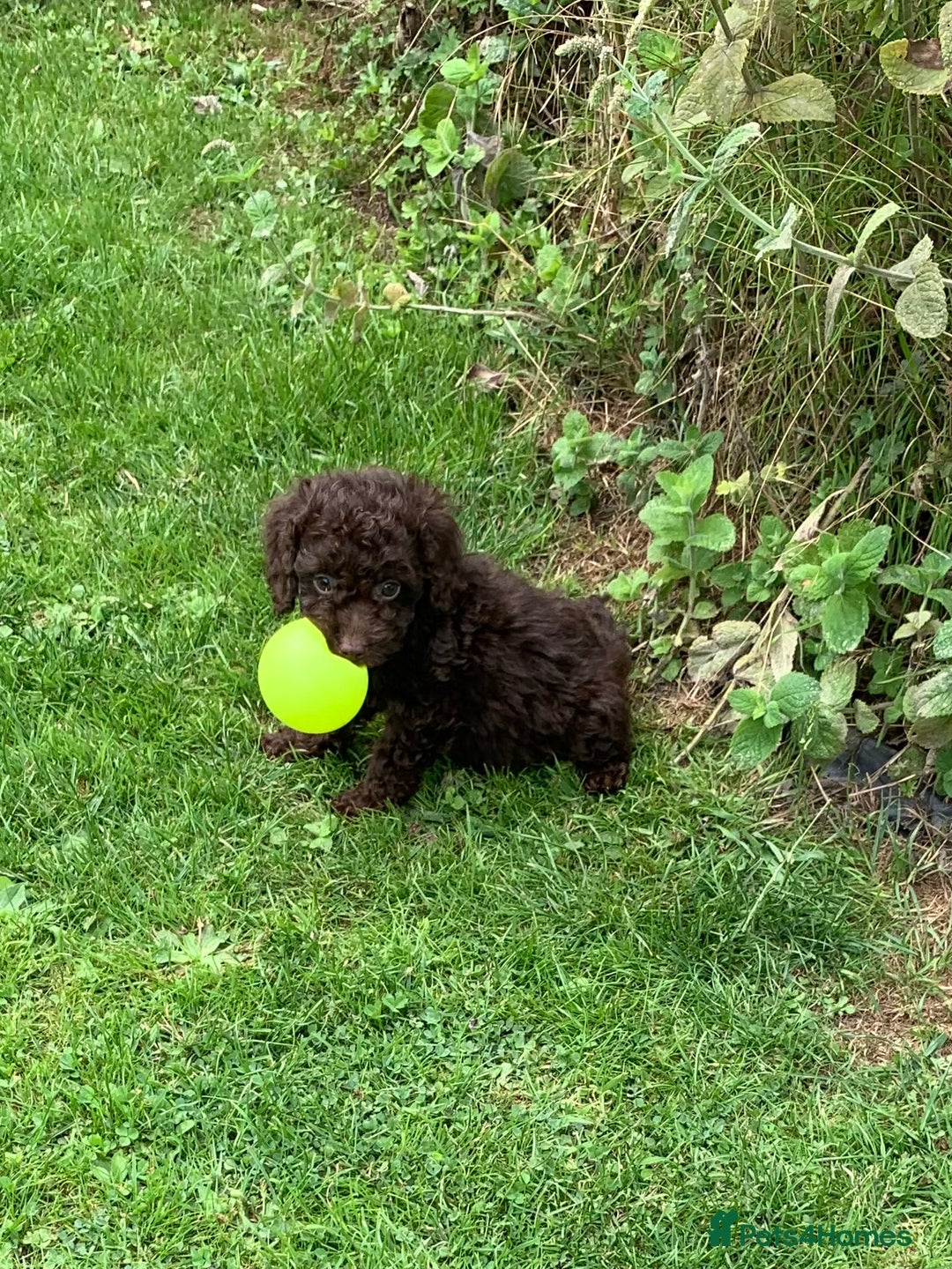 Cockapoo dogs for sale: READY NOW F1b Cockapoo puppies DNA CLEAR - Image 4