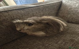 Guinea Pig rodents for sale: Male Guinea Pig For Free - Image 1