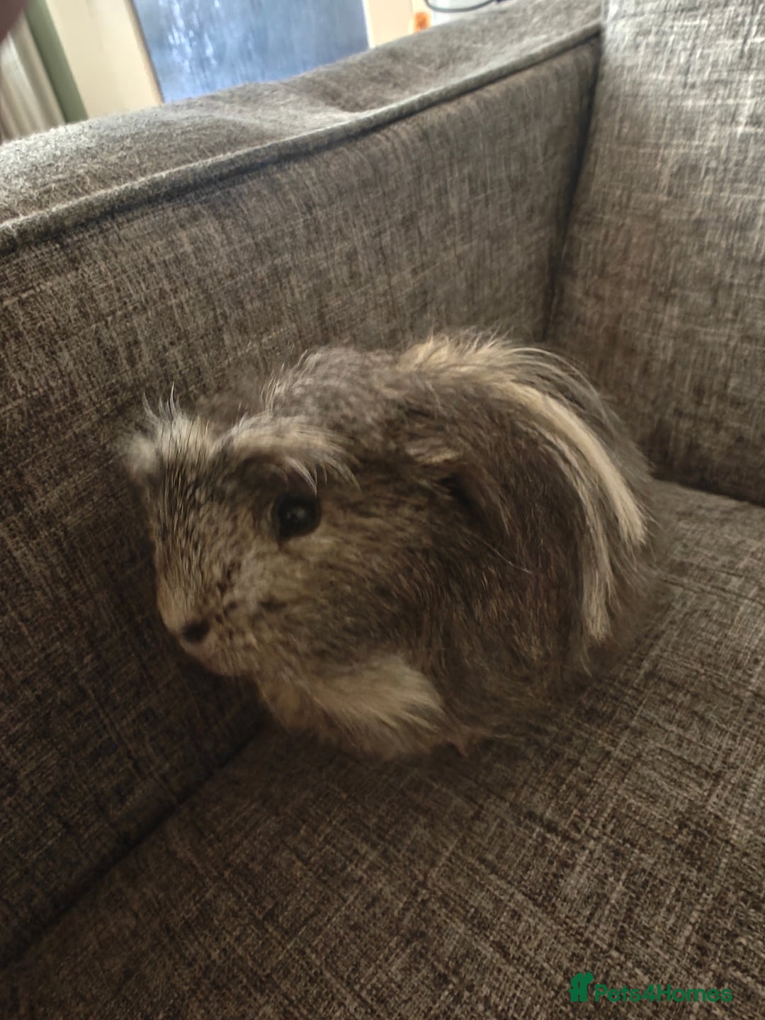 Guinea Pig rodents for sale: Male Guinea Pig For Free - Image 1