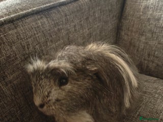 Guinea Pig rodents - Advert 1