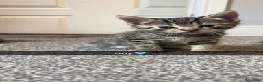 Bengal 1