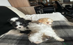 Mixed Breed dogs for sale: Bichon Maltese mix  - Advert 14