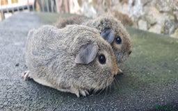 Guinea Pig rodents for sale: Male guinea pigs - Image 15