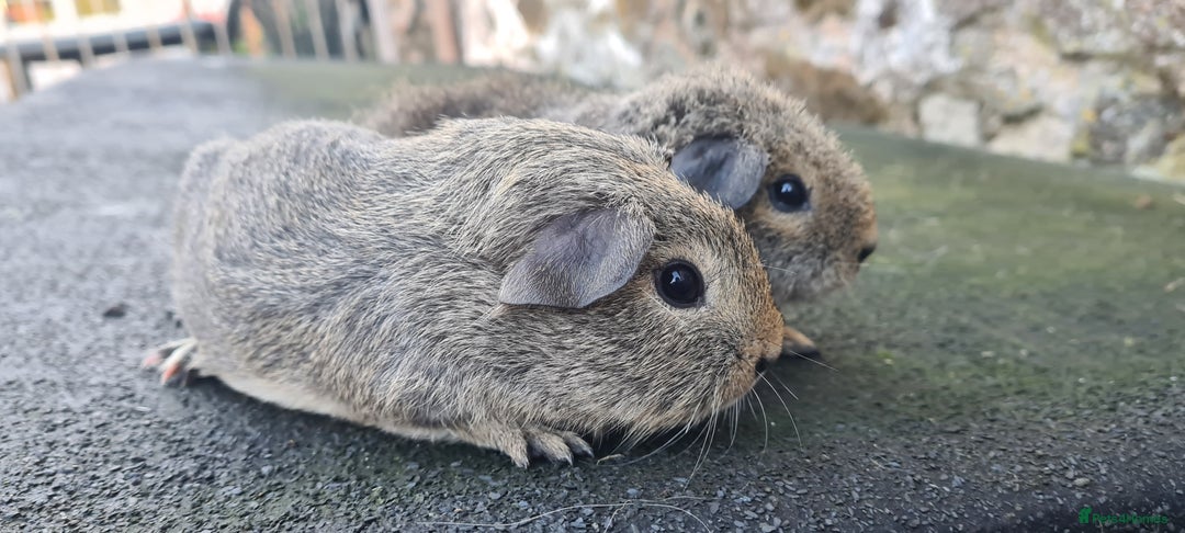 Guinea Pig rodents for sale: Male guinea pigs - Image 15
