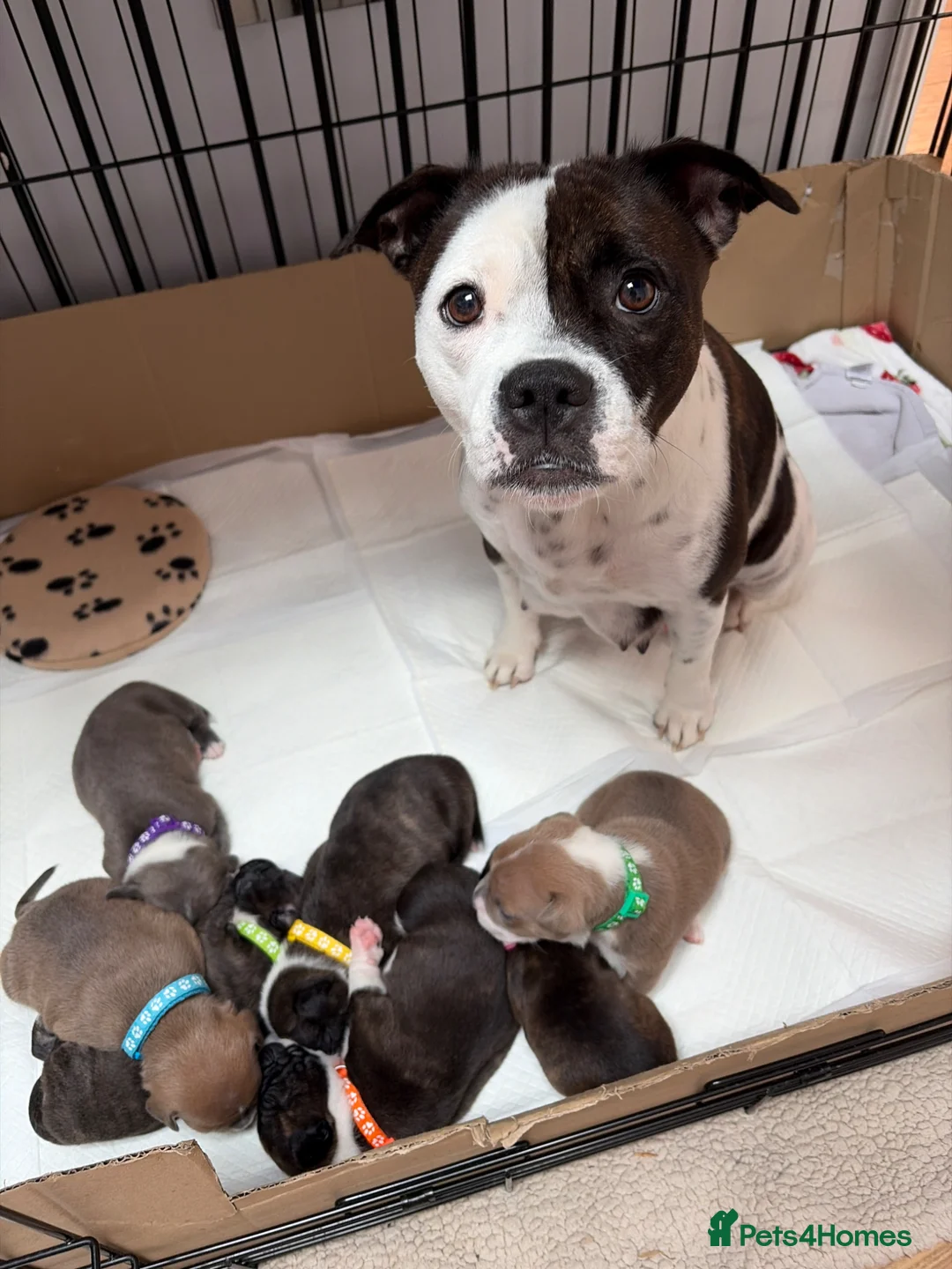 Staffordshire Bull Terrier dogs for sale: 3 Staffordshire Terrier Puppies - Advert 1