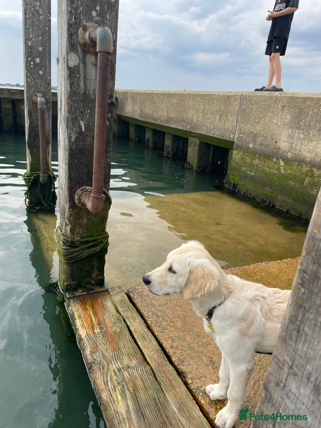 Golden Retriever dogs for sale: 5 month old puppy - Image 2