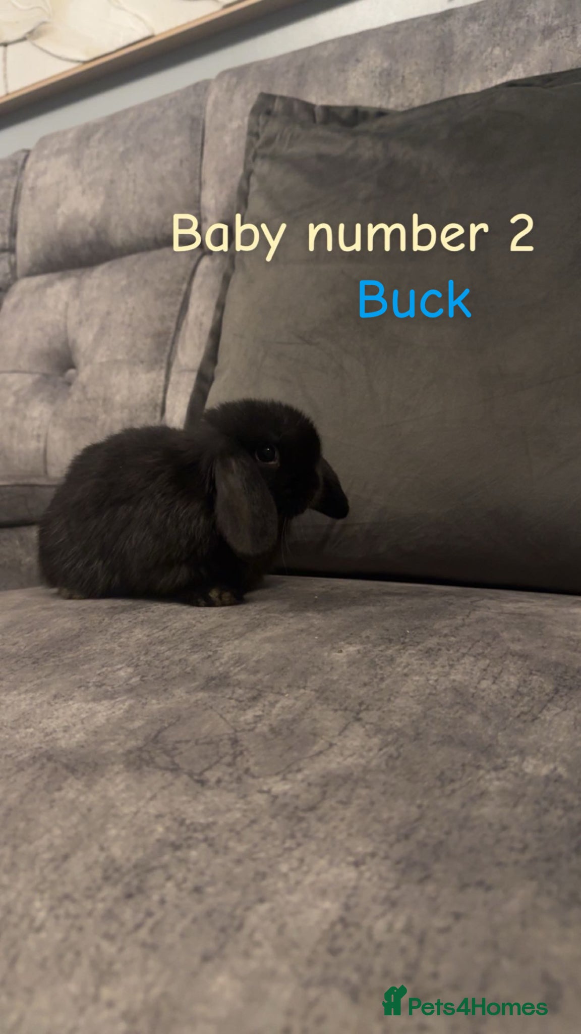 Mini Lop rabbits Pure bred mini lops🐇 - Advert 12