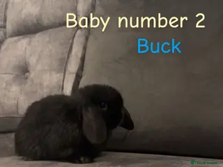 Mini Lop rabbits Pure bred mini lops🐇 - Advert 12